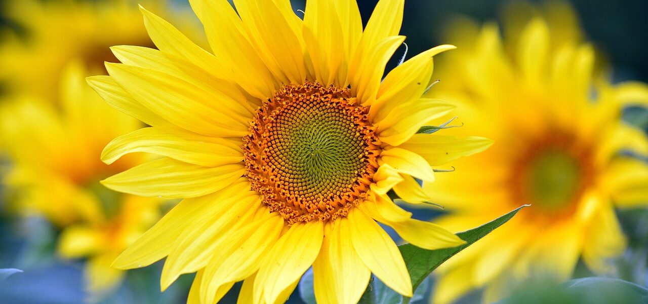 De bedste ørestikker til nyprikkede ører: Undgå irritation og allergi